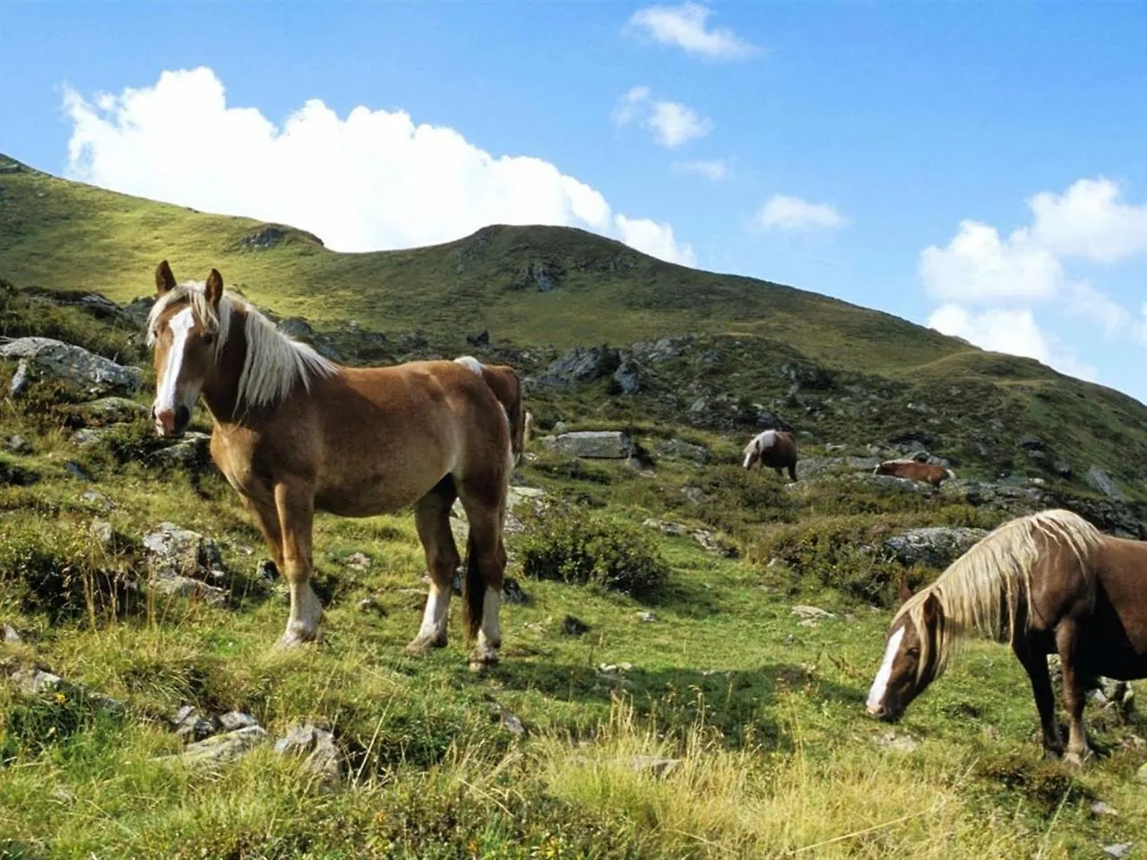 Elfi Daire Saalbach-Hinterglemm 0*,  Avusturya